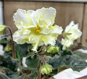 Фиалки и глоксинии: 🌱🌺🌱 Продаю сортовые ДЕТКИ,СТАРТЕРЫ стандартных, трейлерныхмини и — 22