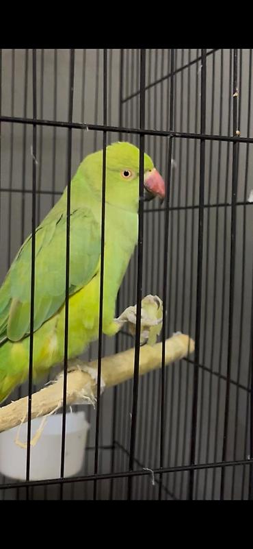 touz quşu: Yaşıl Halsband (Ringneck) tutuquşu – əl öyrəşdirilmiş, insanla — 1