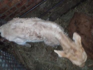 Коровы, быки: Продаю | Музоо, торпок | На откорм | Искусственник — 8