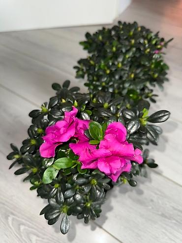 молочай миля: Азалия комнатная (Rhododendron simsii) с махровыми ярко‑розовыми — 2