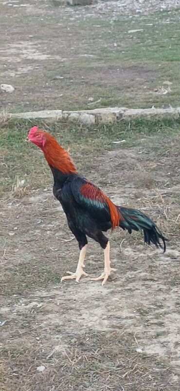 Xoruzlar: Xoruz, Heyratı, il: <1, Ödənişli çatdırılma — 10