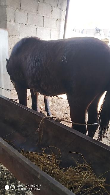 Лошади, кони: Продаю | Жеребец | Рабочий — 3