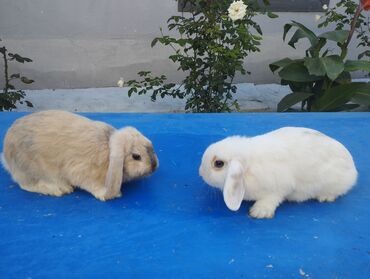 dovşan satışı: Holland Lop Karlikler 6 ayliq bir diwi bir erkey! Diwi korpe bogazdi!