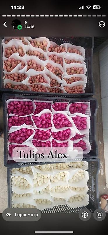 Цветы и букеты: Тюльпаны Tulips Alex💐🌷🌷 - Срезанные тюльпаны в упаковках по пучкам, в — 1