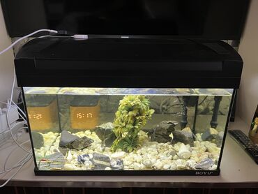 Akvariumlar: Dördbucaq akvarium, Boş, 40 l, Ünvandan götürmə