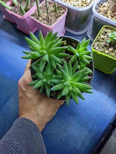 Otaq bitkiləri: Sukkulentlər. Sağlam və dözümlü bitkilərdi. Uzun müddət susuz qala — 16