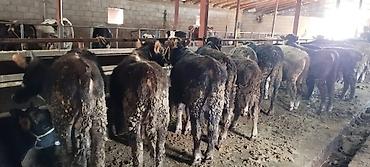 Коровы, быки: Продаю | Бык (самец) | На откорм | Искусственник — 5