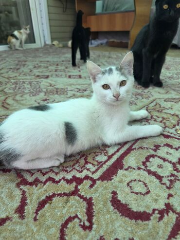 купить домик для кошки недорого: Котята домашние, короткошёрстные. - Окрасы: белый с серыми пятнами;