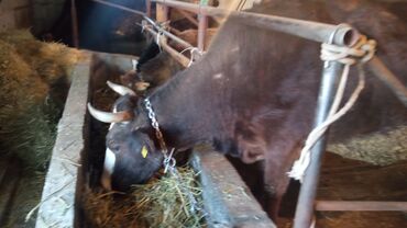 Коровы, быки: Продаю | Корова (самка) | Для молока | Осеменитель