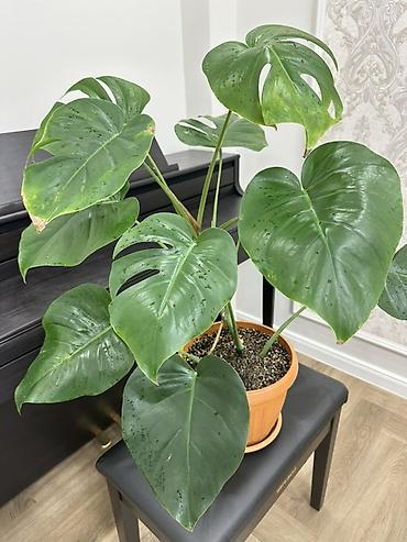 Монстеры: Монстера делициоза (Monstera deliciosa) в горшке - Эффектное — 3