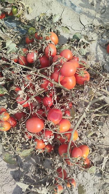 Помидоры: Помидоры Сливки — 3
