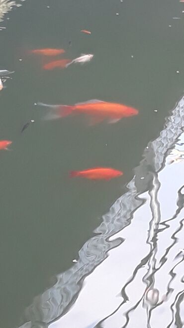 Akvariumlar: Yapon qizil baliqlari — 4