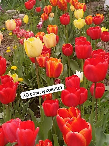 комнатные цветы бишкек: Луковичные декоративные растения для вашего сада. Заказывать по — 4