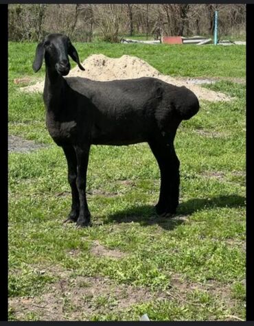 Башка кызматтар: Куйо бала на час, кой 🐑 эчки сойуп беребиз адал, үйүңүзгө барып.вотсап