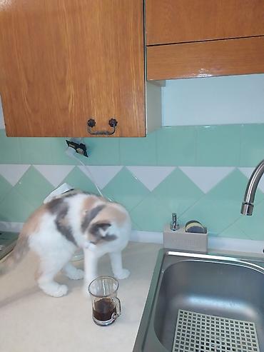 Pişiklər: Yaxşı əllərə, Ödənişli çatdırılma — 9