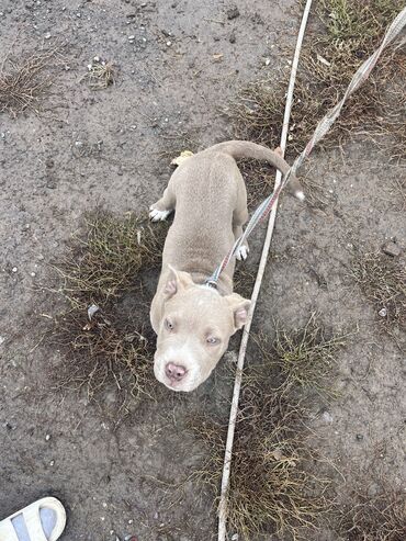 продажа щенков немецкой овчарки с документами в бишкеке: Продаю питбуль(кучук) цена договорная