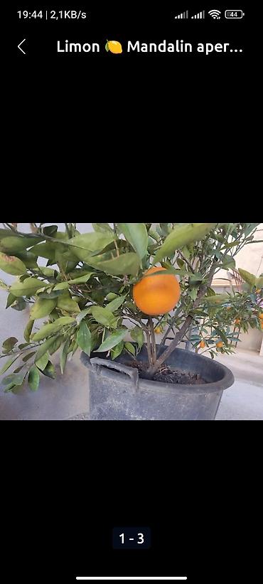 qəd: Limondan, mandarin və portağaldan ibarət sitrus bitkiləri, hər biri — 4