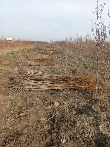 Tinglər: Məhsul: meyvə tingləri Xüsusiyyətlər: - Hər növ meyvə tingləri — 4