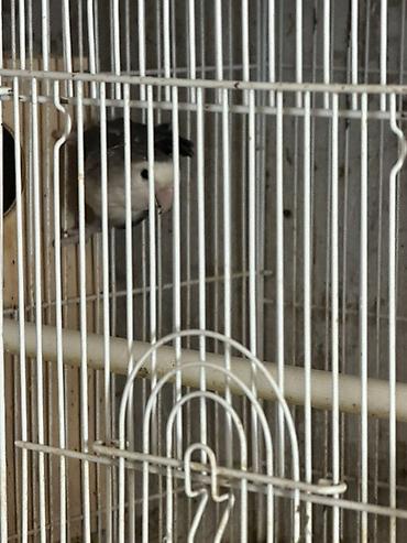 heyvanlar quşlar: Papuqaylarin hamisi satilir qiymet munasibdir 0555555048 bu nomreye — 5