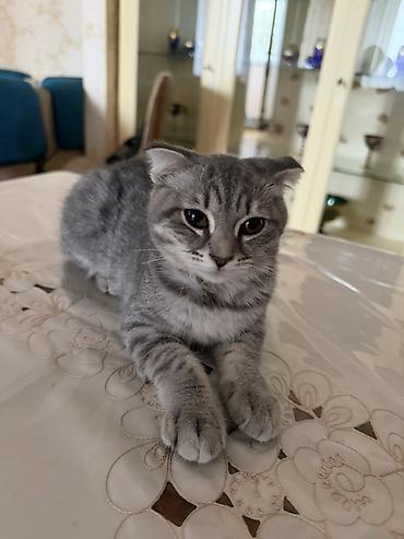 Şotland yastı qulaq