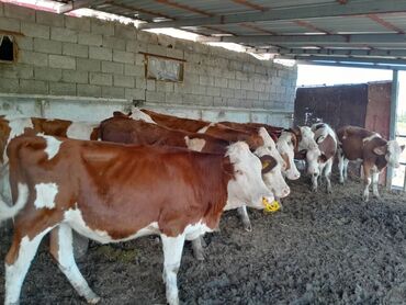 Коровы, быки: Продаю | Тёлка | Монбельярд | Для молока