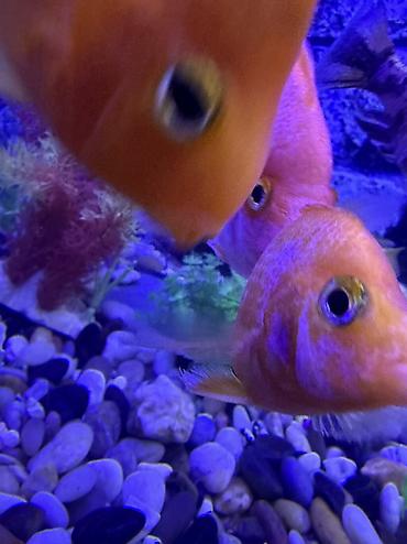 Akvariumlar: Продается аквариум 2 м с рыбами все вместе рыбы декор и — 25