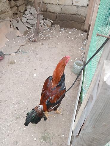 qurd satisi: Salam heyrati satilir 9 ay tamiz turk das pipiy cinsdi bater yoxdu — 4