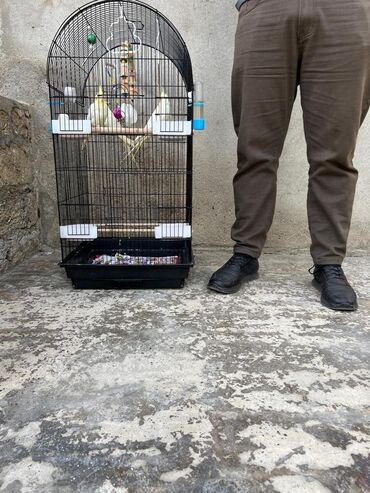 Tutuquşları: Korella tek tek erkey dişi Cüt Valnist qəfəs Valnist 15 Azn balasi — 21