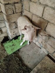 dana qiyməti xacmaz: Başlıq: Erkey cepisdi super cepisdi Təsvir: - Erkək keçi - Ağ rəng