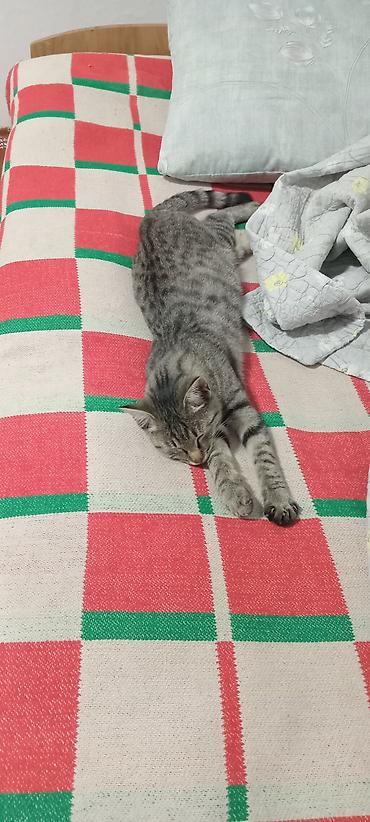 Отдам даром кошку: Котёнок серо-тигрового окраса - Окрас: серебристый табби с тёмными — 2