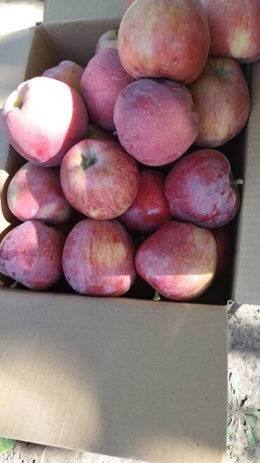 алма голден: Продаю превосходные яблоки они сочные сладкие но в крапеньках чисто
