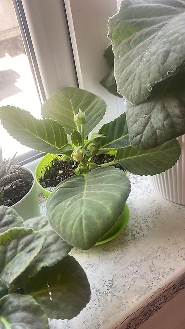 цветы невесты: Глоксиния комнатная в горшке (Gloxinia, Sinningia speciosa) - Крупные — 9