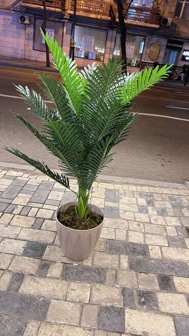 Ağaclar: Depodan bir basa satis 70azn baslayan dekarativ suni agaclar topdan — 2