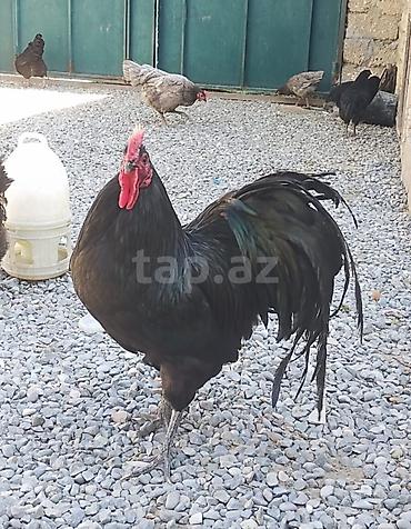 yaponka toyuqlari: Toyuq, Australorp, Damazlıq — 1