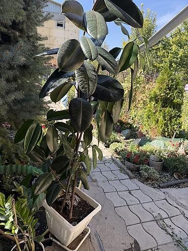 Фикусы: Фикус эластика (Ficus elastica), крупномер в горшке. - Высокое — 4