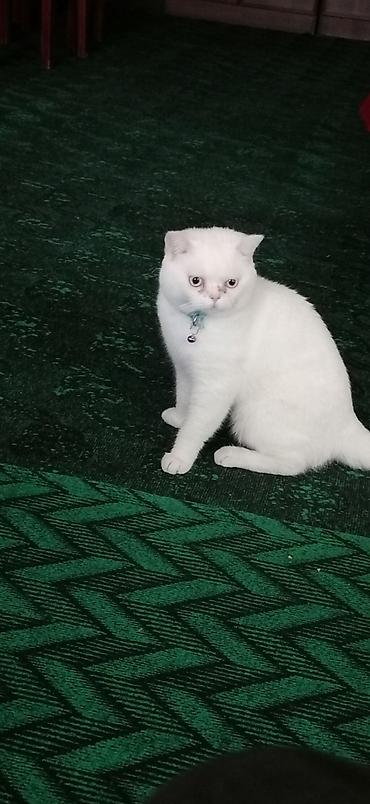 etibarli əllərə pişik: Britan, Erkək, Yaxşı əllərə, Ödənişli çatdırılma — 4