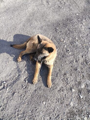 Продажа собак: Порода: бельгийская овчарка (малинуа) Самец Описание: - ОПЫТНЫЙ — 25