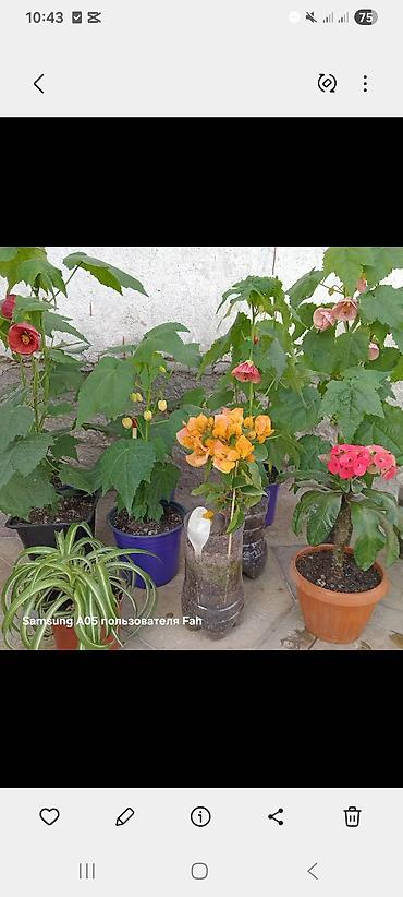 Другие комнатные растения: Абутилон (комнатный клен) — декоративное растение с крупными — 2