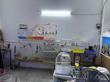 100 l akvarium: Akvaryum və ev heyvanları üçün ixtisaslaşmış dükan – bölmə 69 Təklif — 5