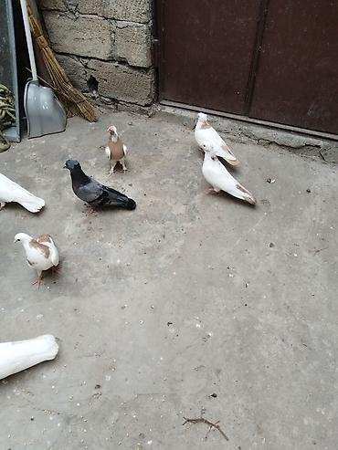 tap az qusar heyvanlar: Satıllr 10 quş 100 manat gəncə — 4