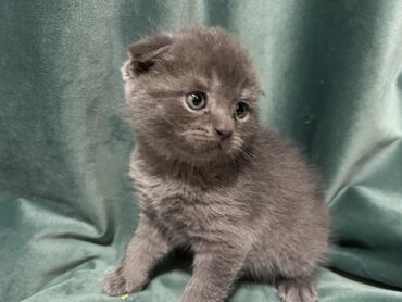 серый кот: Выставляются котятки вислоухие и страйты . Приучены к этикету, умницы
