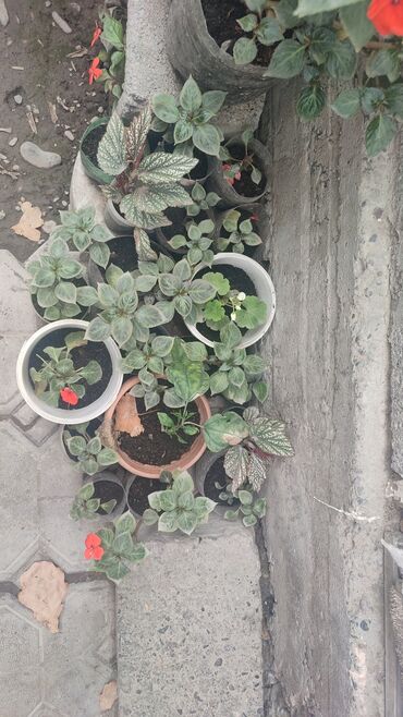 клубника клери купить: Комнатные и садовые растения — бальзамин (Impatiens) с ярко‑красными