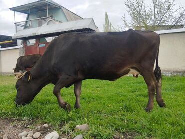 быки кант: Продаю | Корова (самка) | Алатауская | Для разведения, Для молока | Стельные