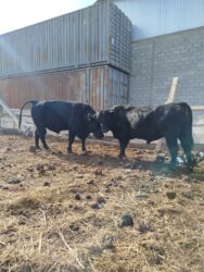 продажа домашних животных: Продаю | Бык (самец) | Ангус | Для разведения | Племенные