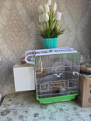 qefes satisi: DoLu QəFəSDi HəR BiRŞeYi var içində Nərdivanna kimi TəRGiZmişəm evdə — 1