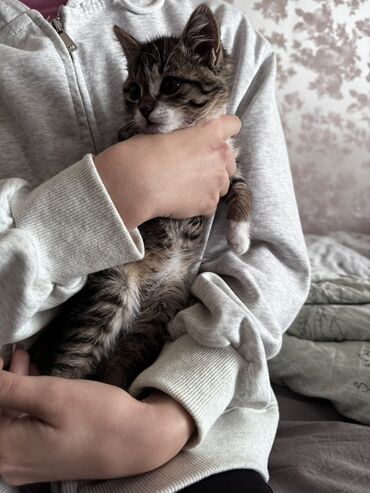 наполнитель для кошек: Мышык бекер берилет: Породасыз, 1 айлык, Эркек, Лотокко барууга үйрөтүлгөн