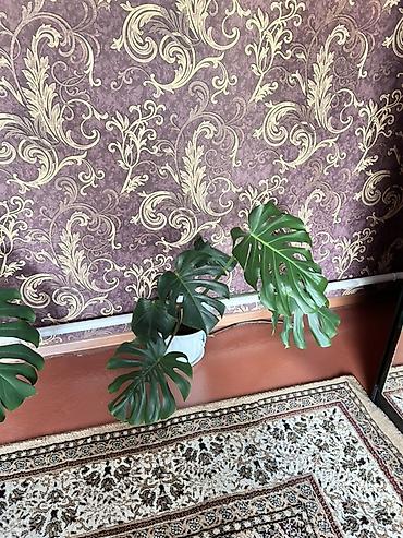 Бөлмө өсүмдүктөрү: Монстера делициоза (Monstera deliciosa) в горшке. - Крупное комнатное — 4