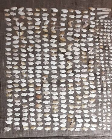 Ostali predmeti za umetnost i kolekcionarstvo: Velika kolekcija morskih školjki – razvrstane po veličini i obliku — 3