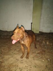 İtlər: Pitbul, Erkek, Ünvandan götürmə