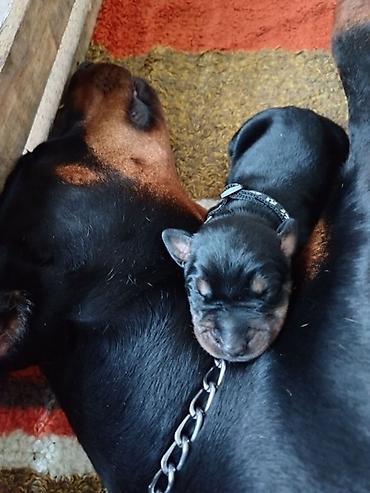 lepi psi: Na prodaju štenci dobermana – vrhunsko poreklo Oštenjeni 17.06.2026 — 3